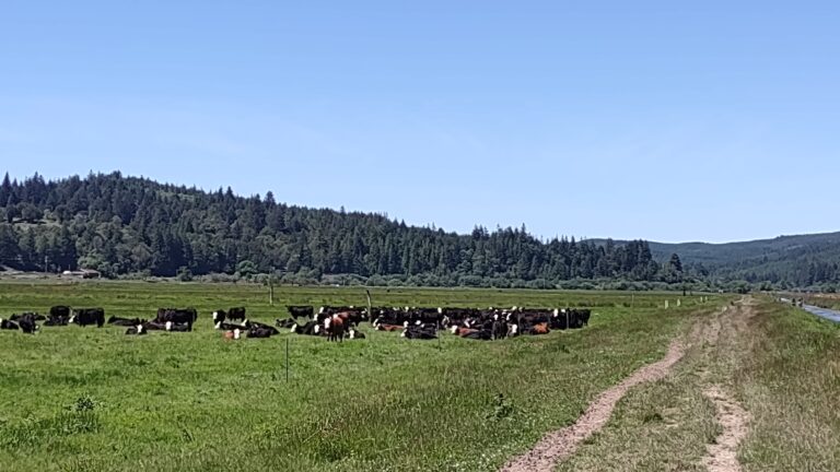 mob grazing, total grazing