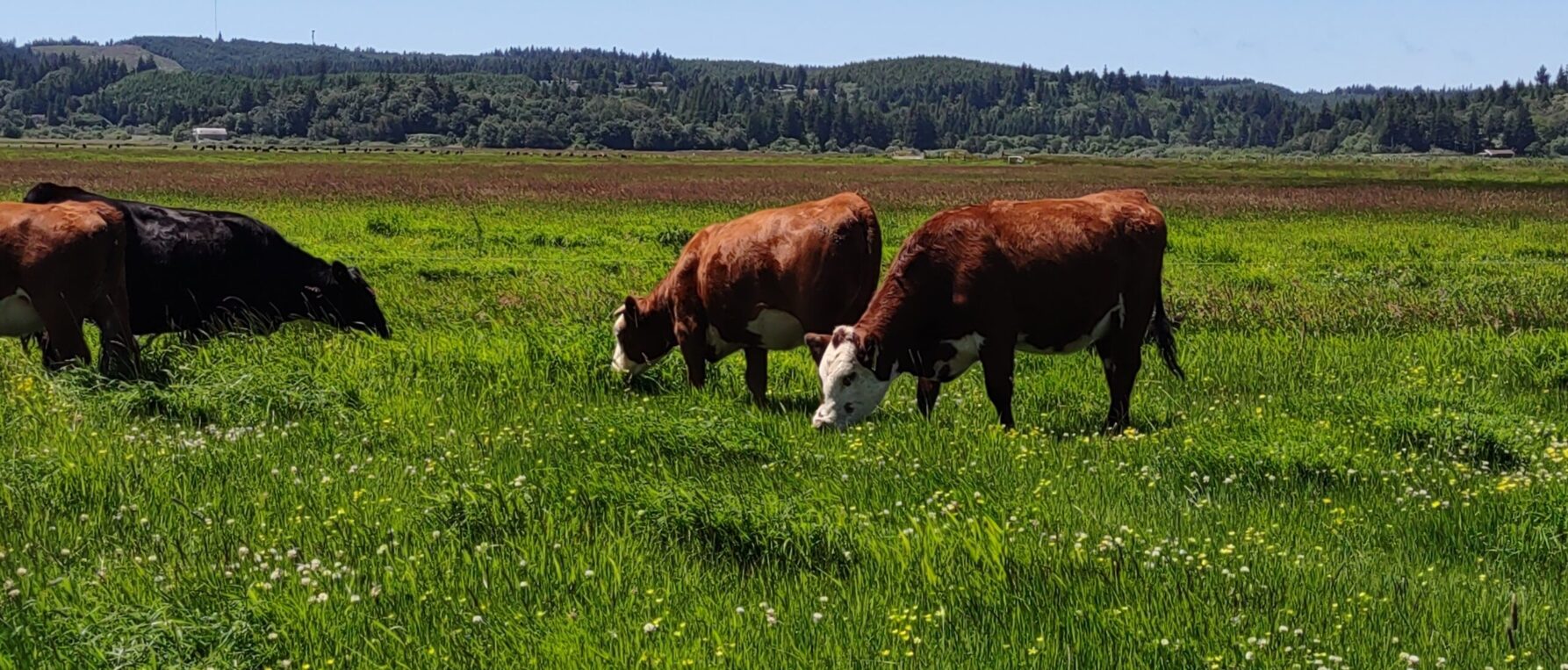 Grass Grazing Late Spring